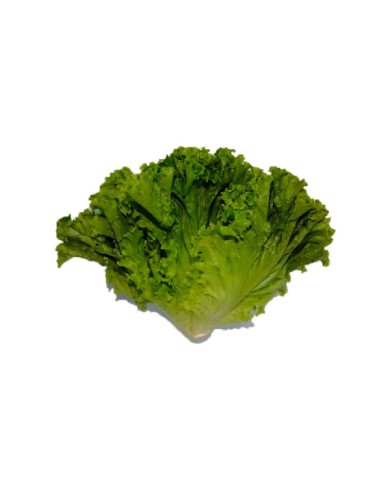 LECHUGA CRESPA BOHEMIA 200 G