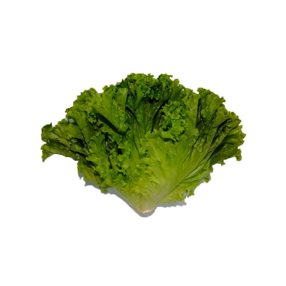 LECHUGA CRESPA BOHEMIA 200 G