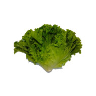 LECHUGA CRESPA BOHEMIA 200 G