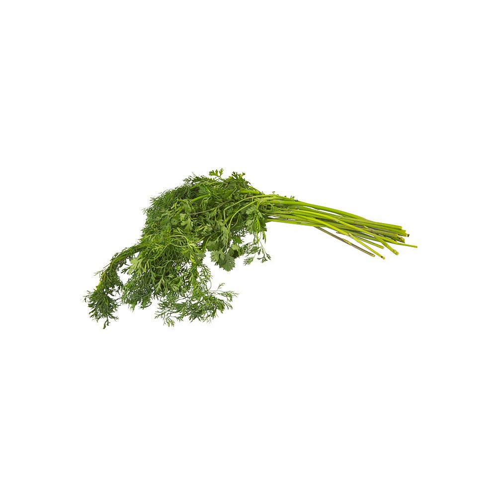 CILANTRO ATADO  KG