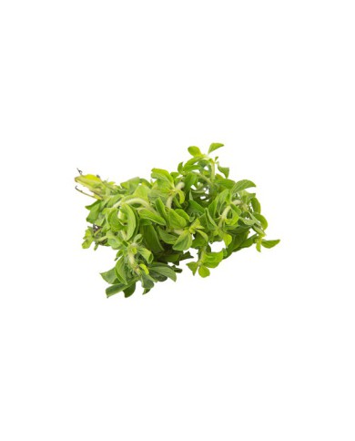 MENTA FRESCA ATADO 20 G