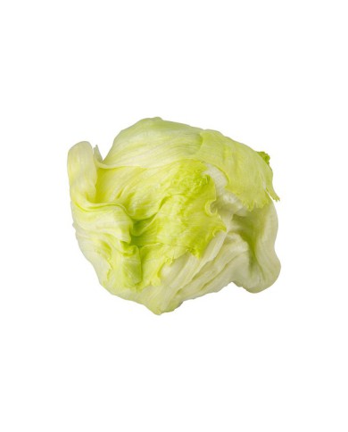 LECHUGA CRIOLLA POR KG